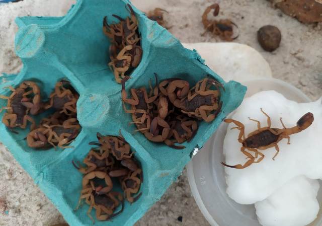CCVZ de Birigui traz orientações sobre escorpiões