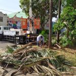 Retirada de barbeiros das palmeiras imperiais de praças de Birigui continua
