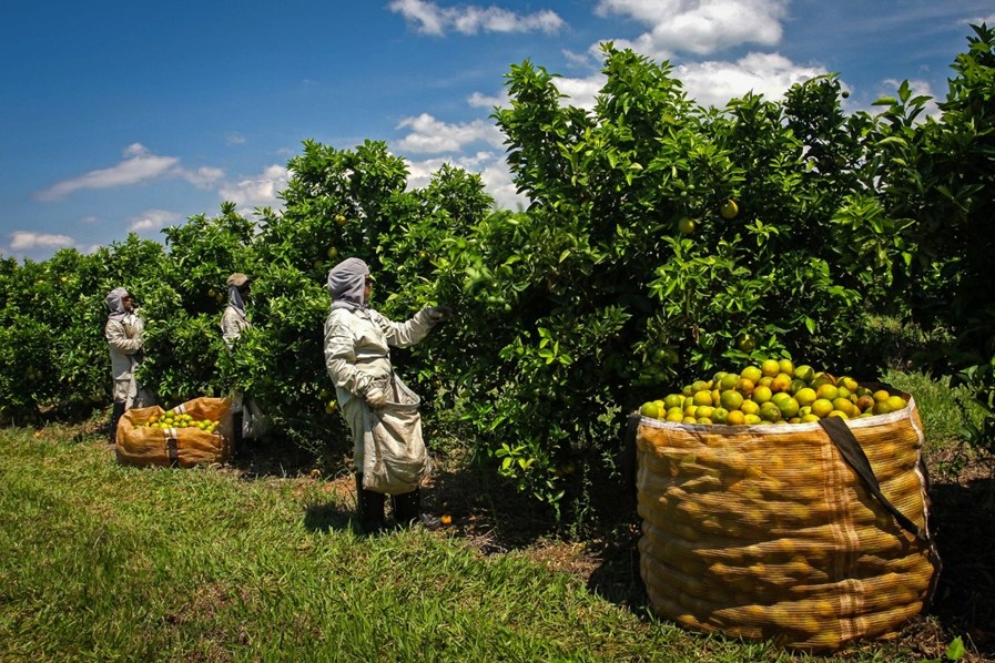 Setor de citricultura é destaque no agronegócio do estado de São Paulo