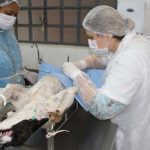 Canil de Birigui oferece gratuitamente castração de cães e gatos