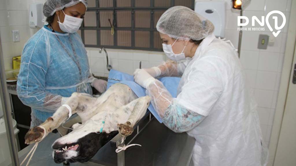 Canil de Birigui oferece gratuitamente castração de cães e gatos