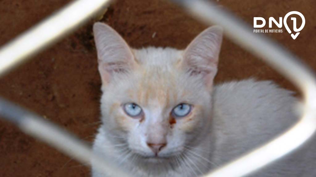 Gatil em Birigui recebe área para construção de abrigo e clínica veterinária