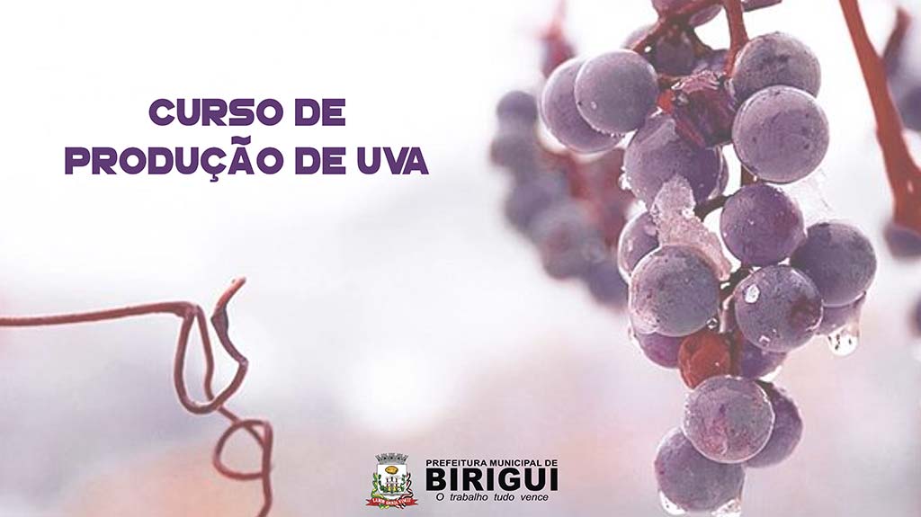 Prefeitura de Birigui abre inscrições para programa de produção de uva para produtores rurais