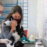Secretaria de Saúde de Birigui coleta sangue de cães para diagnóstico preventivo de leishmaniose visceral