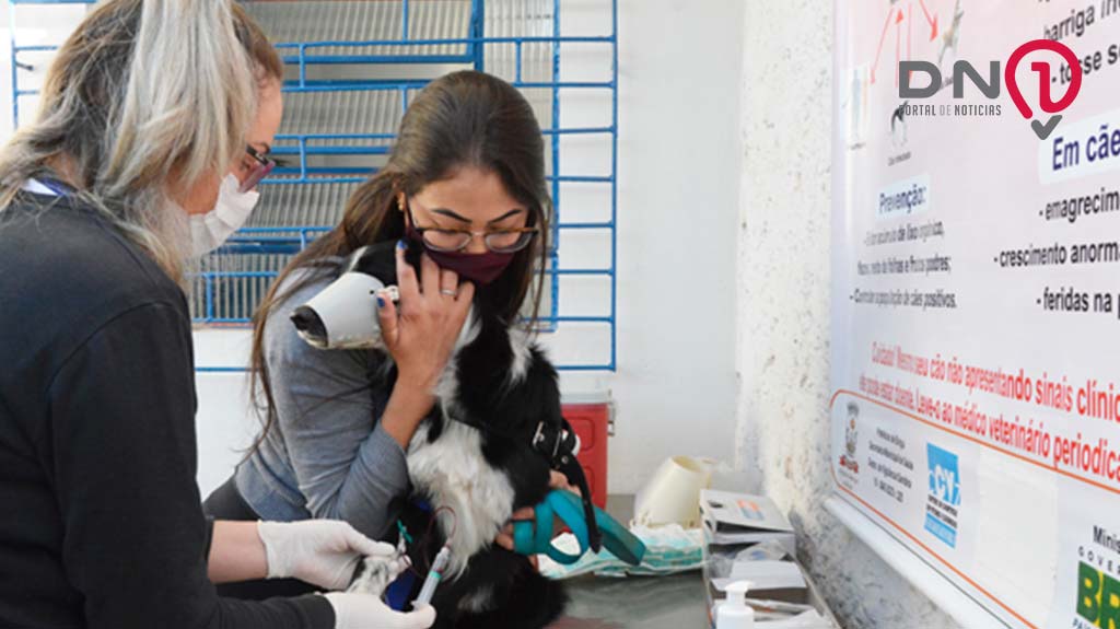 Secretaria de Saúde de Birigui coleta sangue de cães para diagnóstico preventivo de leishmaniose visceral