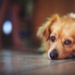 Lei proíbe extermínio de cães e gatos saudáveis por órgãos públicos