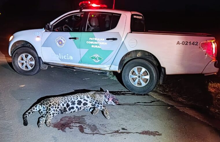 Onça pintada é atropelada em rodovia em Andradina