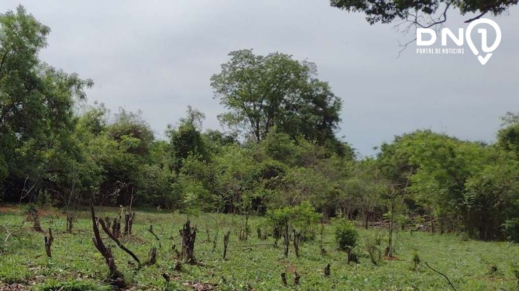 Polícia Ambiental flagra corte ilegal de árvores nativas em sítio de Birigui