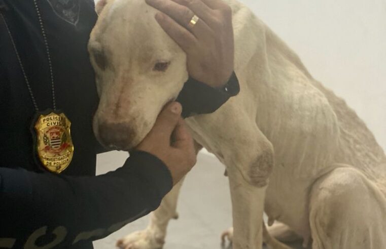 Homem é preso por manter cachorra em situação de maus-tratos em Andradina