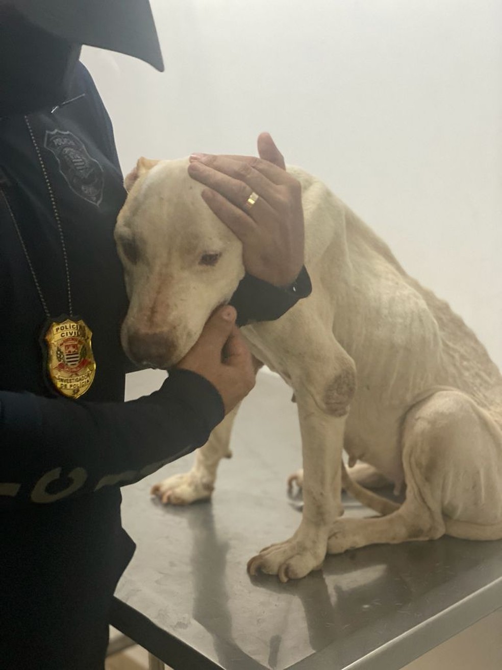 Homem é preso por manter cachorra em situação de maus-tratos em Andradina