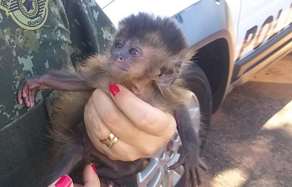 Macaco vendido em Birigui é recuperado pela polícia