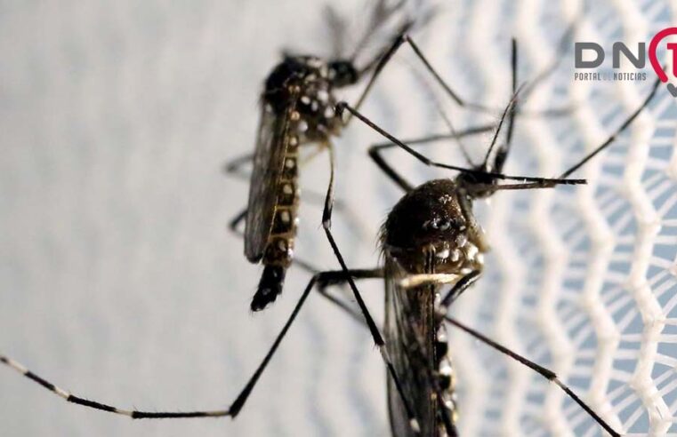 Estado de São Paulo registra mais de 2 mil casos de dengue em janeiro