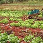 A Segurança Alimentar e Nutricional e a Agricultura Familiar - Por Vivian Martins Vian