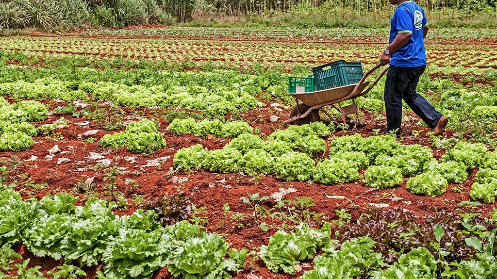 A Segurança Alimentar e Nutricional e a Agricultura Familiar – Por Vivian Martins Vian