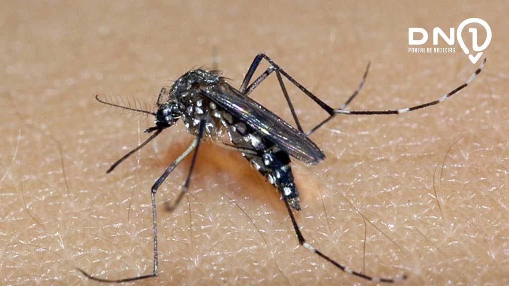 Criança de 9 anos morre por dengue em Birigui
