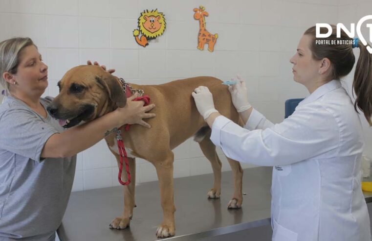 Secretaria de Saúde de Birigui passa a receber doses de vacina contra raiva para imunização de cães e gatos