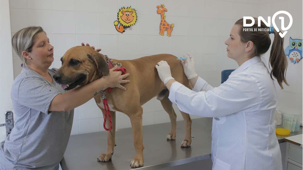Secretaria de Saúde de Birigui passa a receber doses de vacina contra raiva para imunização de cães e gatos